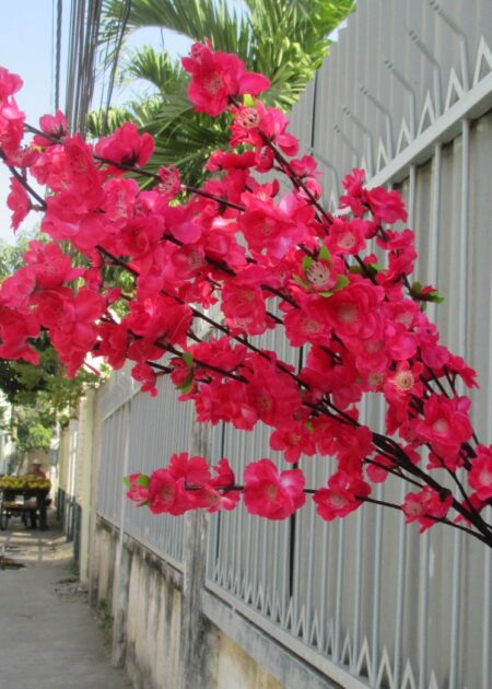 Cành hoa đào lớn